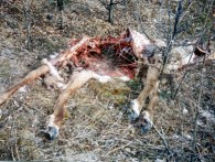 dead caribou mostly eaten by wolf
