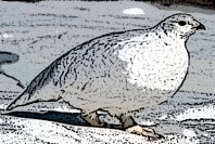 white ptarmigan