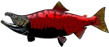 a red fish