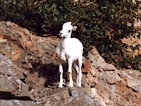 dall sheep ewe