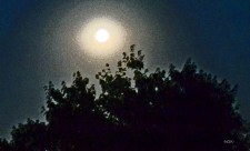 full moon over trees