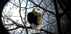 a bald eagle in a tree close up image
